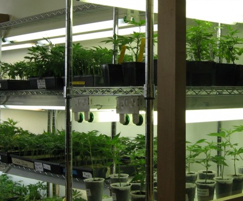 California Medical Marijuana Clones
